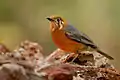 An orange-headed thrush (ssp. cyanota) at Dandeli Wildlife Sanctuary, India