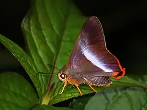 Ventral view