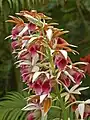 Inflorescence of Phaius tankervilleae