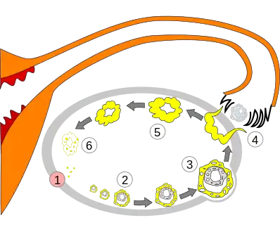 Order of changes in ovary