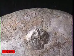 The Upper Ordovician edrioasteroid Cystaster stellatus on a cobble from the Kope Formation in northern Kentucky.  In the background is the cyclostome bryozoan