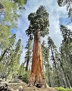 Oregon Tree