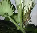 Natural biocontrol: predatory Polistes wasp looking for bollworms or other caterpillars on cotton plant in Hemingway, South Carolina