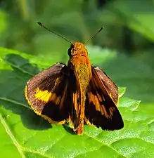 Dorsal view