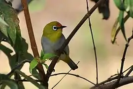 This bird in Maharashtra has an orange forehead due to pollen staining