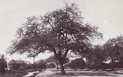 Original 1887 Sierra Madre City Library on Central Ave, renamed Sierra Madre Blvd in 1936. Sierra Madre Congregational Church temporary meeting place in 1889.