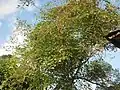 Oroxylum indicum near Panchkhal, Nepal