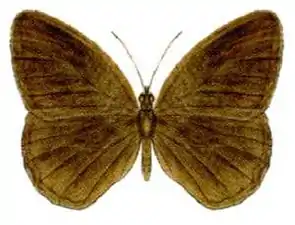 Dorsal view