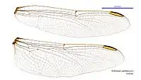 Photo of female wings