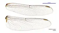 Female wings