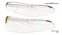 Male wings