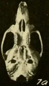 Skull.