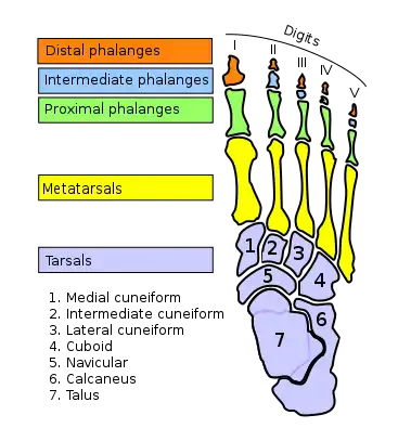 Bones of foot