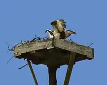 An osprey flying to the habitat created by Hartman.