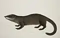 Otter civet (Cynogale bennettii)