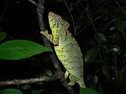 female, Ankarafantsika National Park