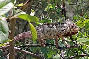 male, Anja Community Reserve