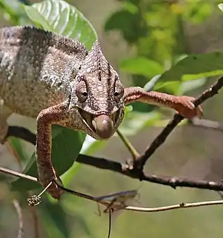 male feeding 1 of 4