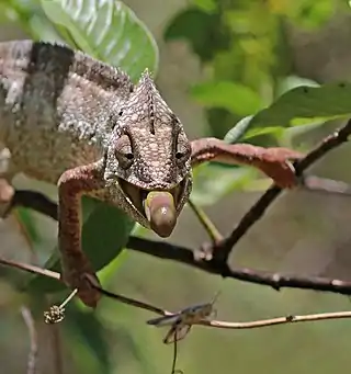 male feeding 2 of 4