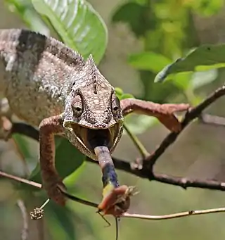 male feeding 3 of 4