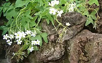 Oxalis latifolia has escaped gardens through seed dispersal.