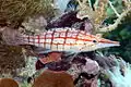 Longnose hawkfish