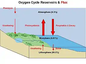 Oxygen cycle