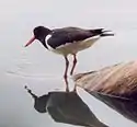 Eurasian oystercatcherHaematopus ostralegus