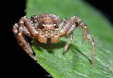 Image 7Ozyptila praticolaPhoto credit: André KarwathThe Ozyptila praticola species of crab spider is found throughout Europe and the Middle East. They do not build webs to trap prey, but are active hunters. Crab spiders are so named because of their first two pairs of legs, which are held out to the side giving them a crab-like appearance. Also, like crabs, these spiders move sideways and backwards more easily than forwards.More selected pictures