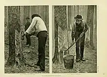  Side-by-side photo and print each show men working on cutting a so-called "cat-face" into a longleaf pine tree to extract resin. The two men in the photo on the left are of African descent and the man in the pringing on the right shows lighter skin.