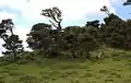 Pinus muricata forest growing at Point Reyes, California