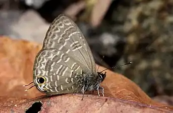 Ventral view