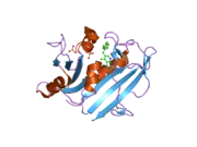 1u71: Understanding the Role of Leu22 Variants in Methotrexate Resistance: Comparison of Wild-type and Leu22Arg Variant Mouse and Human Dihydrofolate Reductase Ternary Crystal Complexes with Methotrexate and NADPH