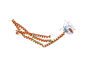 2elb: Crystal Structure of the BAR-PH domain of human APPL1