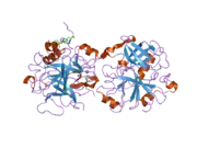 2hwl: Crystal structure of thrombin in complex with fibrinogen gamma' peptide