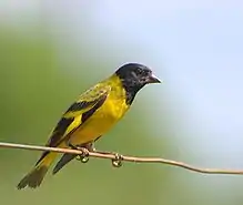 Hooded siskin (Spinus magellanicus)