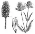 Heads of fuller and wild teasel used in finishing wool fabrics