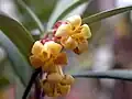 P. bicolor flowers