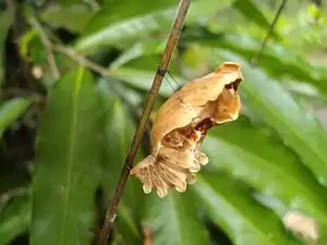 Pupa