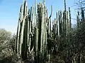 Plants growing in Tequisquiapan, Queretaro