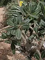 Foliage of P. rosulatum