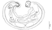 Diagram of a male Pachysentis_lauroi showing the anterior and posterior testes, eight cements glands in a clustered arrangement, the ejaculatory ducts and the retracted copulatory bursa.