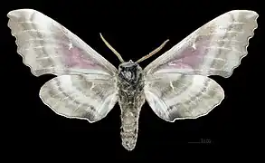 Male, ventral view