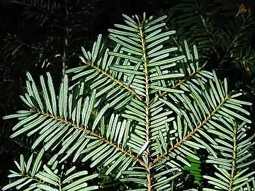 Foliage bottom