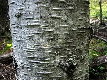 Bark