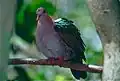 Male at Kuranda Birdworld