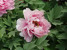 A tree peony (Paeonia suffruticosa)