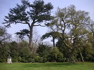 The "amphitheatre": an ancient Cork Oak and two Cedars form the setting for a shrubbery and a cast of a Renaissance statue after Giambologna