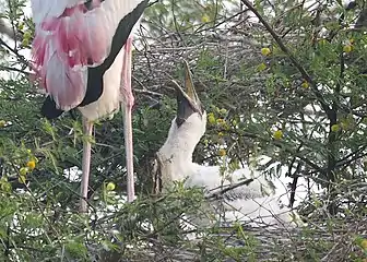 A young chick begs parent for food at nest