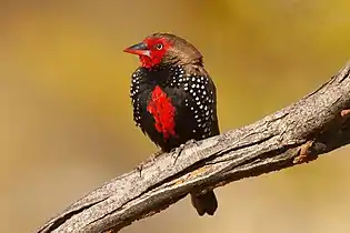 Painted finch at the gorge